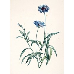 Plantes Vagabondes