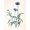 Pot Plantes Vagabondes