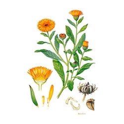 Pot Plantes Vagabondes