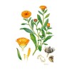 Pot Plantes Vagabondes