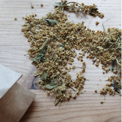 Tisane Fleurs de Sureaux