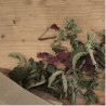 Tisane L'eau des Lutins