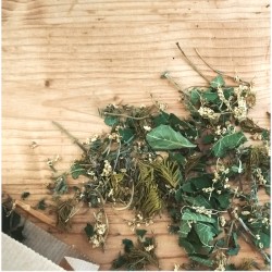 Tisane Une Eau en Hiver