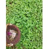 Pesto Ail des Ours