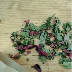 Tisane L'eau du Soir