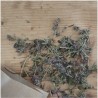 Tisane de Serpolet
