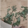 Tisane de Mélisse
