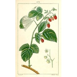 Confiture de Framboises