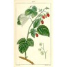 Confiture de Framboises
