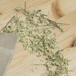 Tisane Fleurs Reine des Près
