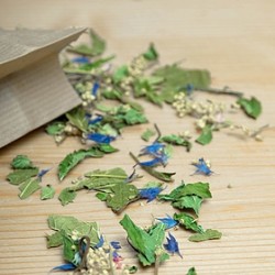 Tisane le chêne Dénoué