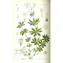 Gelée d'aspérule odorante