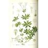 Gelée d'aspérule odorante