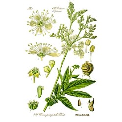Gelée de reine des près