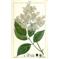 Gelée de sureau fleurs
