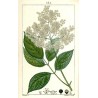 Gelée de sureau fleurs