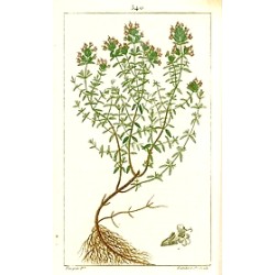 Gelée de Thym