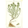 Gelée de Thym