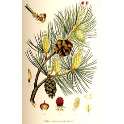Gelée de Bourgeons de sapins