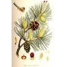 Gelée de Bourgeons de sapins