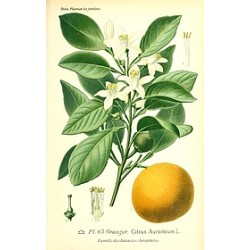 Confiture Orange et Marjolaine
