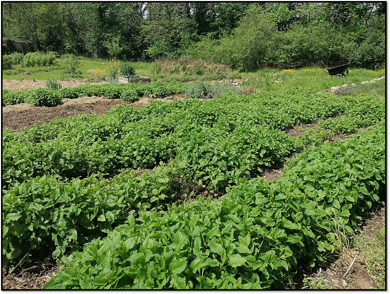 Jardin mélisse
